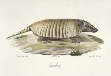 Gürteltier, aus Histoire Naturelle des Mammifères