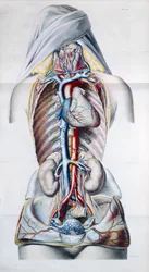 Exanthemata, aus Traite Theorique et Pratique des Maladies de la Peau von Pierre Francois Olive Rayer (1793-1867) 1835
