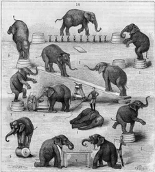 Übungen von Elefanten auf der Pferderennbahn in Paris. Gravur in „La Nature. Revue des sciences et de ses applications aux arts et à l