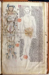 F.116v Die Beziehung zwischen dem menschlichen Körper und den Zeichen des Tierkreises, aus einer medizinischen Abhandlung von Abul Qasim Khalaf ibn al-Abbas al-Zahrawi (Abulcasis) (936-1013) übersetzt von Gerard de Cremone