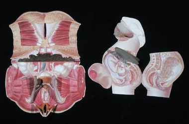 Weibliche anatomische Figur, aus 