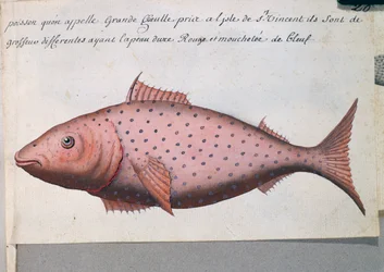 Fisch namens Big Mouth, Sao Vicente Insel, Aquarell aus dem Logbuch von Jacques Gouin de Beauchesne