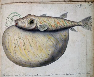 Fisch namens Crocros, Sao Vicente Insel, Aquarell aus dem Logbuch von Jacques Gouin de Beauchesne