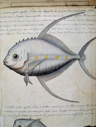 Fisch namens Lisse, Insel Sao Vicente, Kap Verde, Aquarell aus dem Logbuch von Jacques Gouin de Beauchesne, Kapitän der Compagnie royale de la Mer du Sud, von 1698 bis 1701