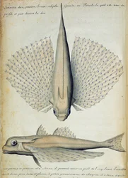Fisch gefunden auf Ilha Grande, Brasilien