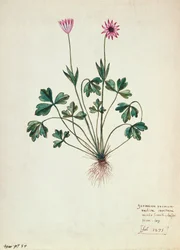 Fol.1275 Geranie
