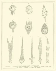 Formen von Kometen nach dem Historiker Plinius (Stich)