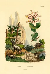Ziegen