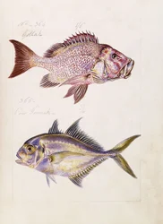 Gollah etc., ca. 1850