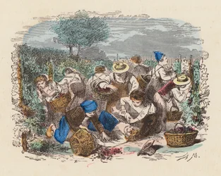 Traubenernte im Weinberg