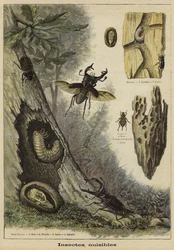 Schädliche Insekten