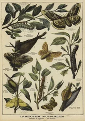 Schädliche Motten und Raupen