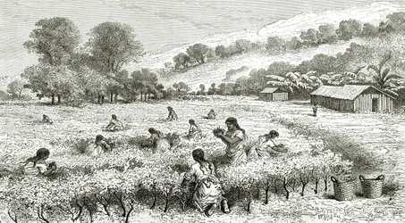 Ernte von Coca, Peru, Illustration aus der Zeitschrift Le Tour du Monde, 1877