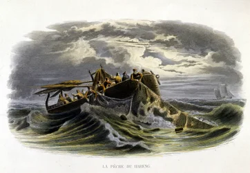 Heringsfischen - in „Histoire naturelle de Lacepède“