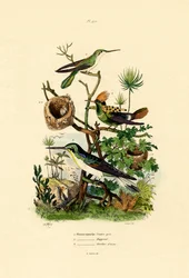 Kolibris