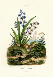 Hyazinthenblume