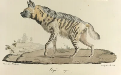 Hyäne, eine gestreifte Hyäne, aus Histoire Naturelle des Mammifères