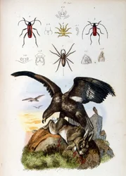 Illustration eines Adlers, der ein Kaninchen tötet, mit Spinnen darüber