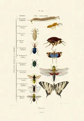 Insekten, 1833-39