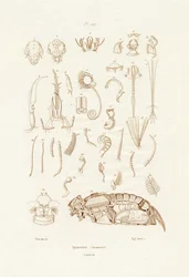 Insekten