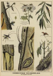 Insekten, die Bäumen schaden