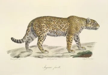 Jaguar, Weibchen, aus Histoire Naturelle des Mammifères