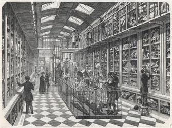 Die Pariser Medizinische Fakultät - die Galerie der vergleichenden Anatomie - Gravur in „Tableau-de-Paris“ von Edmond Texier 1852.