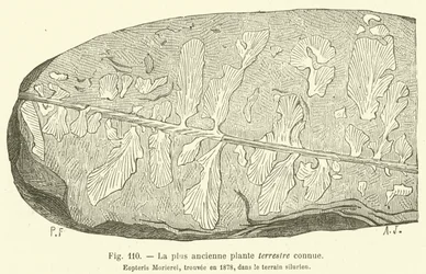 Die älteste bekannte Landpflanze (Gravur)