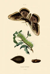 Großer Nachtpfauenauge