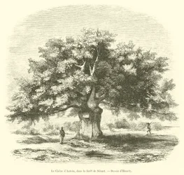 Die Eiche von Antein im Wald von Senart