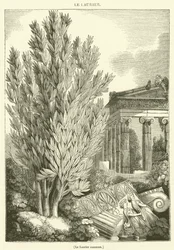 Der Gemeine Lorbeer (Gravur)