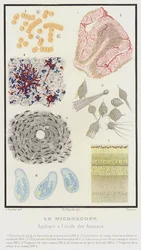 Das Mikroskop, angewendet auf das Studium der Tiere