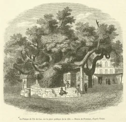 Le Platane de l