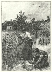 Die Hanfernte