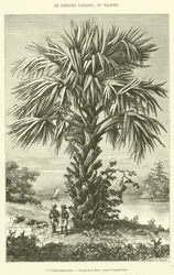 Der gigantische Talipot