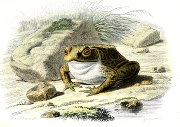 Die Kröte (Bufo vulgaris) - Tafel aus der Naturgeschichte von Bernard Germain de Lacepede (1856-1925), Ausgabe P.Furme, Paris