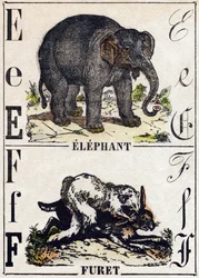 Buchstabe E Elefant; F Frettchen. Gravur in "Alphabet des animaux sauvages". 9. Serie. Bildersammlung von Epinal, Pellerin, Drucker-Verleger, um 1870. Holzschnitte, schabloniert. 16 Seiten. Dim: 20 x 15 cm. Private Sammlung