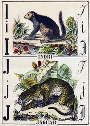 Buchstabe I Indri (Lemur); J Jaguar. Gravur in „Alphabet der wilden Tiere“. 9. Serie. Bildersammlung von Epinal, Pellerin, Drucker-Verleger, um 1870. Holzschnitte, schabloniert. 16 Seiten. Dim: 20 x 15 cm. Private Sammlung