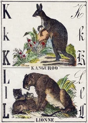 Buchstabe K L; K Känguru; L Löwin. Gravur in "Alphabet der wilden Tiere". 9. Serie. Bildersammlung von Epinal, Pellerin, Drucker-Verleger, um 1870