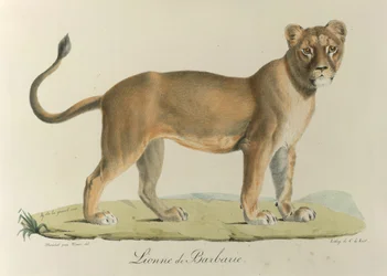 Barbarische Löwin, aus 
