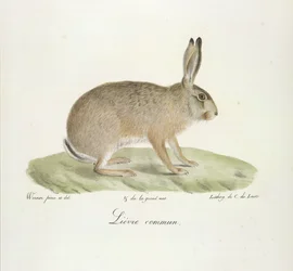 Lièvre commun, Feldhase, aus Histoire Naturelle des Mammifères (Farblithographie)