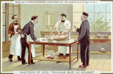 Louis Pasteur (1822-95) bei der Untersuchung von Masern, Werbekarte für die Chocolaterie d