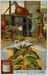 Heilpflanzen: Kampfer; Herstellung von Kampfer in Japan - Chromo Liébig, ca. 1900