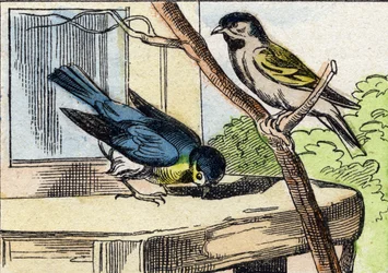 Meise. Gravur in "Buffon Alphabet des Oiseaux n 1"