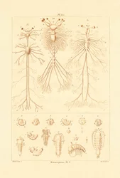 Metamorphose