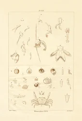 Metamorphose