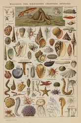 Weichtiere, Würmer, Stachelhäuter, Hohltierchen, Infusorien (Farblithografie)