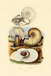 Mondschnecke