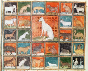 Ms 993 fol.254v Die Eigenschaften der Tiere: Die Säugetiere, aus Le Livre des Proprietes des Choses von Jean Cordichon