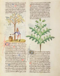 Ms. De Diversis Herbis von Dioscorides, fol.165r Gewinnung von Terpentin